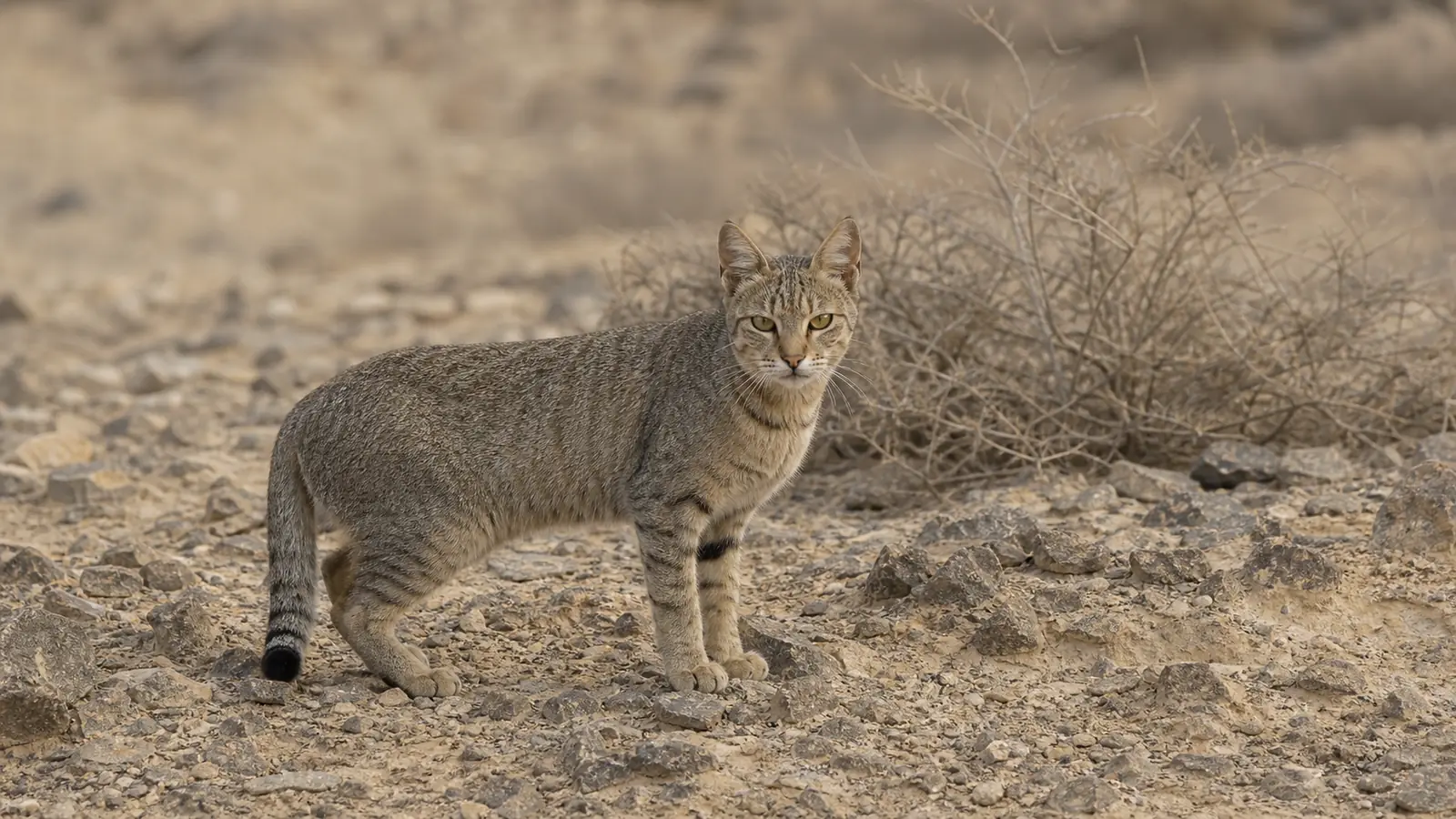 一只北非野猫（Felis lybica）站在岩石沙漠地面上，耳朵竖立，虎斑毛色与环境融为一体